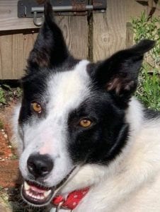 Robin a black and white Romanian Rescue Dog | 1 Dog At a Time Rescue UK