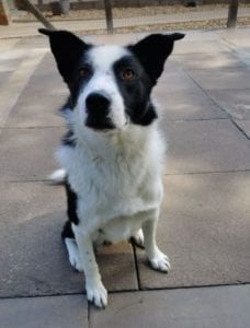 Aussie a black and white Romanian rescue dog | 1 Dog at a Time Rescue UK