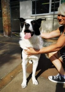 Aussie a black and white Romanian rescue dog | 1 Dog at a Time Rescue UK