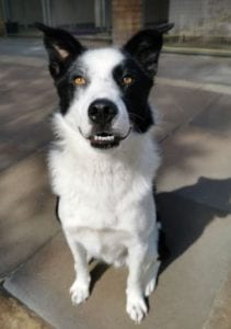 Aussie a black and white Romanian rescue dog | 1 Dog at a Time Rescue UK