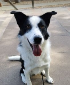 Aussie a black and white Romanian rescue dog | 1 Dog at a Time Rescue UK