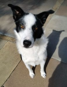 Aussie a black and white Romanian rescue dog | 1 Dog at a Time Rescue UK