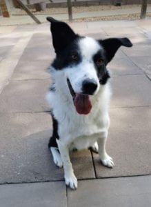 Aussie a black and white Romanian rescue dog | 1 Dog at a Time Rescue UK