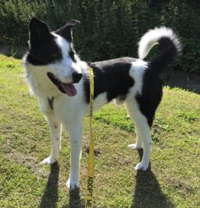 Aussie a black and white Romanian rescue dog | 1 Dog at a Time Rescue UK