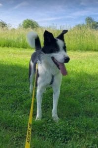 Aussie a black and white Romanian rescue dog | 1 Dog at a Time Rescue UK