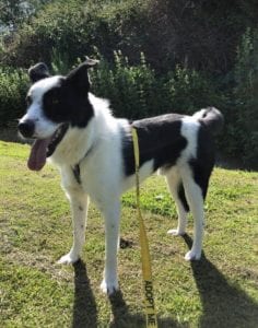 Aussie a black and white Romanian rescue dog | 1 Dog at a Time Rescue UK