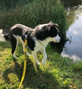 Aussie a black and white Romanian rescue dog | 1 Dog at a Time Rescue UK