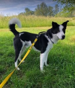 Aussie a black and white Romanian rescue dog | 1 Dog at a Time Rescue UK