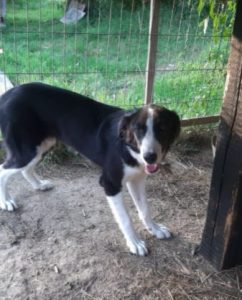 Bailey a black and white Romanian rescue dog | 1 Dog at a Time Rescue UK