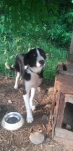 Bailey a black and white Romanian rescue dog | 1 Dog at a Time Rescue UK