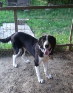 Bailey a black and white Romanian rescue dog | 1 Dog at a Time Rescue UK