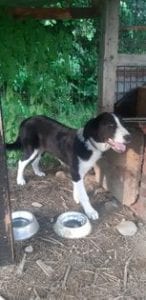 Bailey a black and white Romanian rescue dog | 1 Dog at a Time Rescue UK