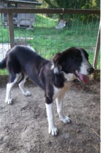 Bailey a black and white Romanian rescue dog | 1 Dog at a Time Rescue UK