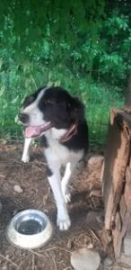 Bailey a black and white Romanian rescue dog | 1 Dog at a Time Rescue UK