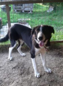 Bailey a black and white Romanian rescue dog | 1 Dog at a Time Rescue UK
