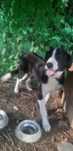 Bailey a black and white Romanian rescue dog | 1 Dog at a Time Rescue UK