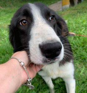 Bailey a black and white Romanian rescue dog | 1 Dog at a Time Rescue UK