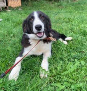 Bailey a black and white Romanian rescue dog | 1 Dog at a Time Rescue UK