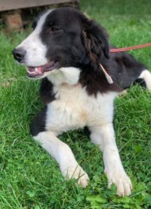 Bailey a black and white Romanian rescue dog | 1 Dog at a Time Rescue UK