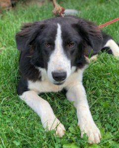 Bailey a black and white Romanian rescue dog | 1 Dog at a Time Rescue UK