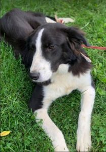 Bailey a black and white Romanian rescue dog | 1 Dog at a Time Rescue UK