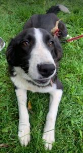 Bailey a black and white Romanian rescue dog | 1 Dog at a Time Rescue UK