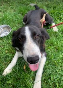 Bailey a black and white Romanian rescue dog | 1 Dog at a Time Rescue UK
