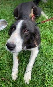 Bailey a black and white Romanian rescue dog | 1 Dog at a Time Rescue UK