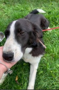 Bailey a black and white Romanian rescue dog | 1 Dog at a Time Rescue UK