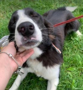 Bailey a black and white Romanian rescue dog | 1 Dog at a Time Rescue UK