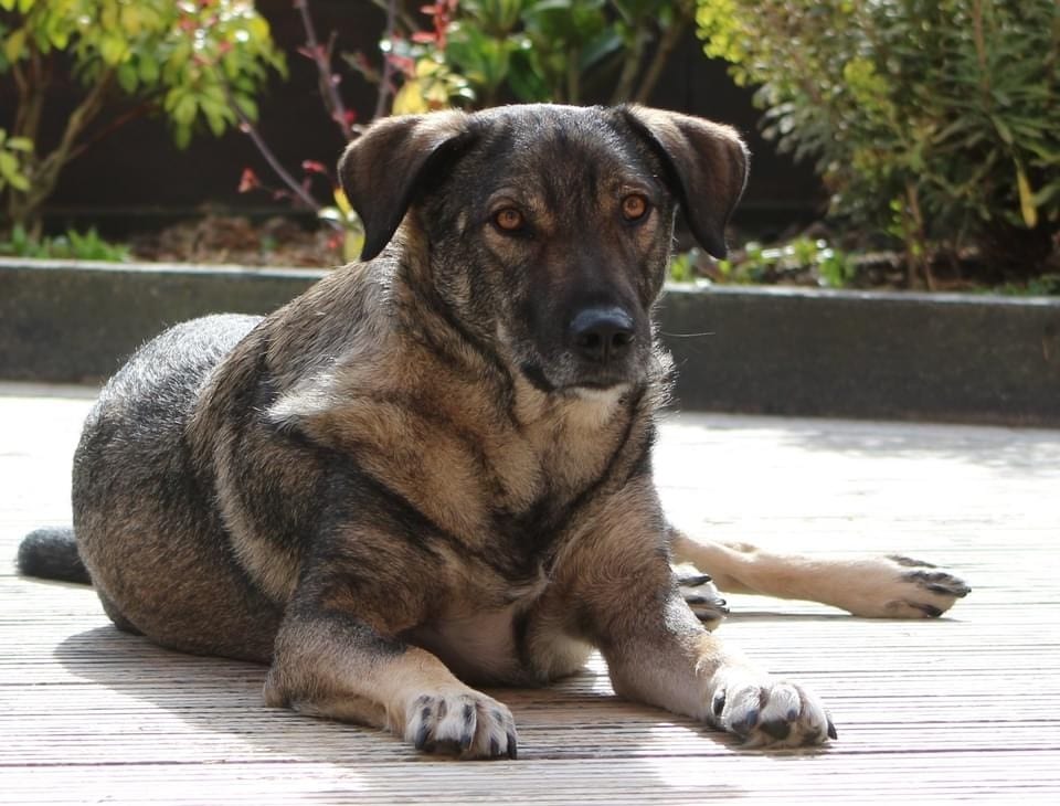 Bailey a Romanian rescue dog lying on the decking | 1 Dog At a Time Rescue UK