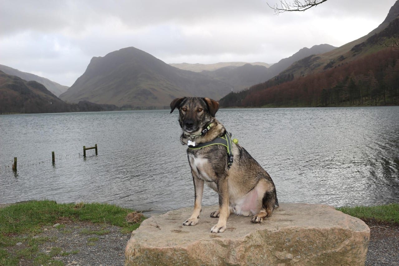 Bailey a Romanian rescue dog sitting in front of a lake | 1 Dog At a Time Rescue UK