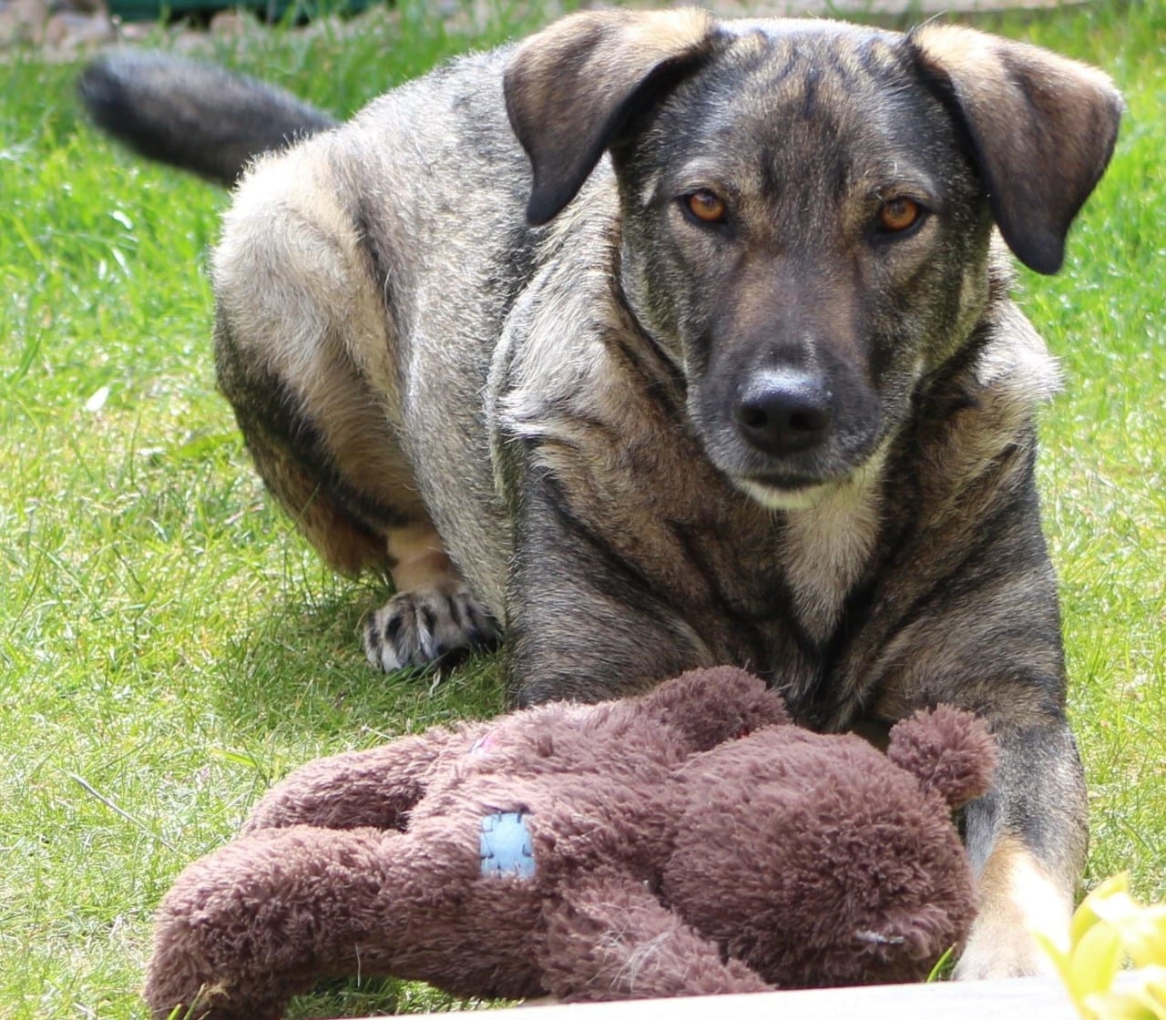 Bailey a Romanian rescue dog with his teddy | 1 Dog At a Time Rescue UK