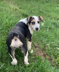 Beccie a black and white Romanian rescue dog | 1 Dog at a Time Rescue UK