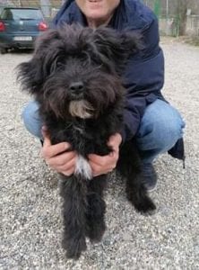 Bella a black and white Romanian rescue dog | 1 Dog at a Time Rescue UK