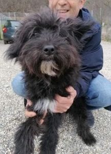 Bella a black and white Romanian rescue dog | 1 Dog at a Time Rescue UK