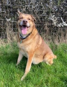 Butch a sandy coloured rescue dog 4 | 1 Dog at a Time Rescue UK