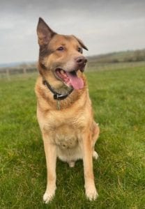 Butch a sandy coloured rescue dog 4 | 1 Dog at a Time Rescue UK