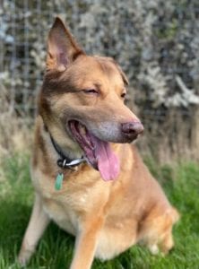 Butch a sandy coloured rescue dog 4 | 1 Dog at a Time Rescue UK