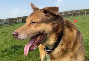 Butch a sandy coloured rescue dog 4 | 1 Dog at a Time Rescue UK