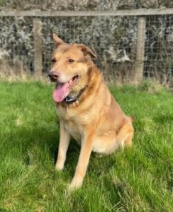 Butch a sandy coloured rescue dog 4 | 1 Dog at a Time Rescue UK