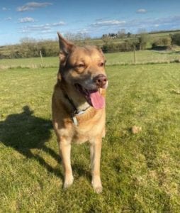 Butch a sandy coloured rescue dog | 1 Dog at a Time Rescue UK