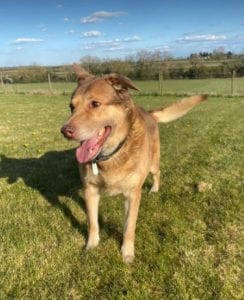 Butch a sandy coloured rescue dog | 1 Dog at a Time Rescue UK