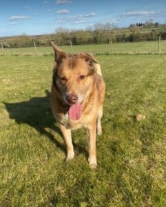 Butch a sandy coloured rescue dog | 1 Dog at a Time Rescue UK