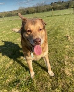 Butch a sandy coloured rescue dog | 1 Dog at a Time Rescue UK