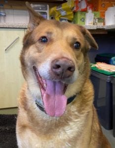 Butch a sandy coloured rescue dog | 1 Dog at a Time Rescue UK