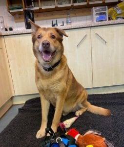 Butch a sandy coloured rescue dog | 1 Dog at a Time Rescue UK