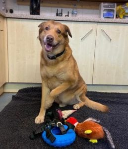Butch a sandy coloured rescue dog | 1 Dog at a Time Rescue UK