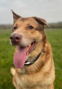 Butch a sandy coloured rescue dog 4 | 1 Dog at a Time Rescue UK