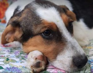 Colby a black, white and brown Romanian rescue dog | 1 Dog at a Time Rescue UK